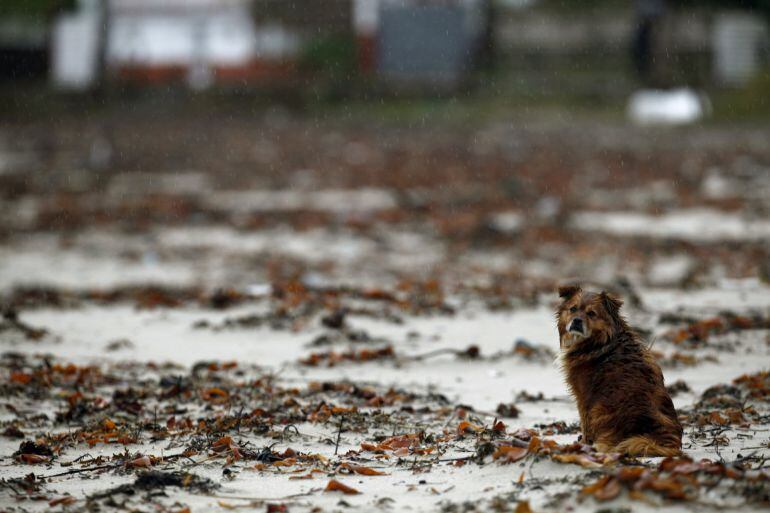 Un perro rodeado de algas que el temporal ha arrastrado a la playa de A Magdalena, en el municipio coruñés de Cabanas.