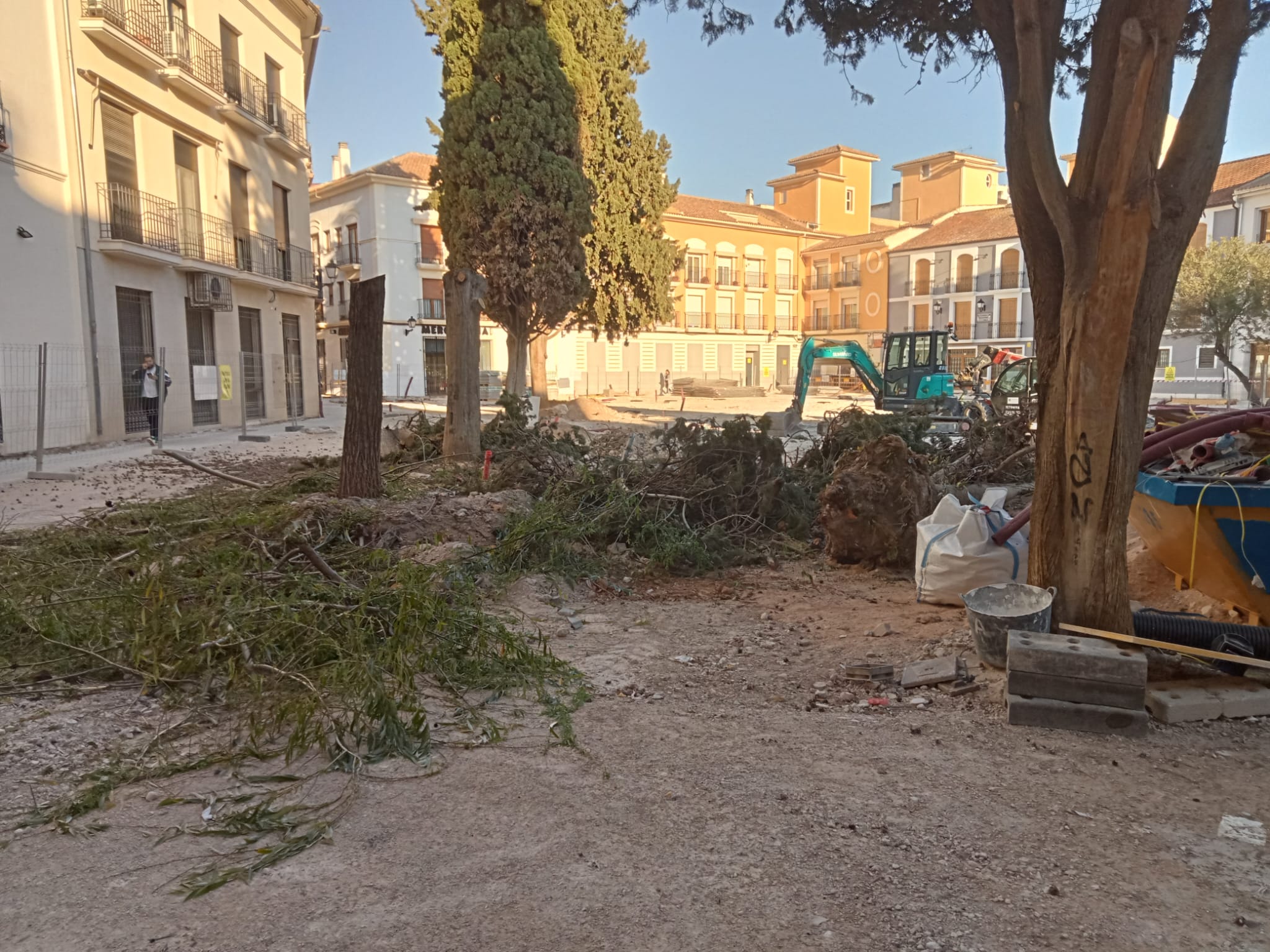 Arboles talados en la Plaza
