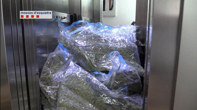 Marihuana comissada durant l'operatiu per desmantellar una organització que abastia de marihuana clubs cannàbics