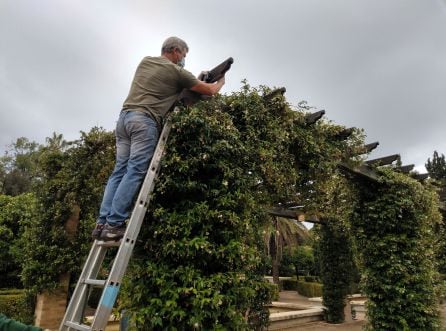 Operario instalando un equipamiento de seguimiento para los murciélagos