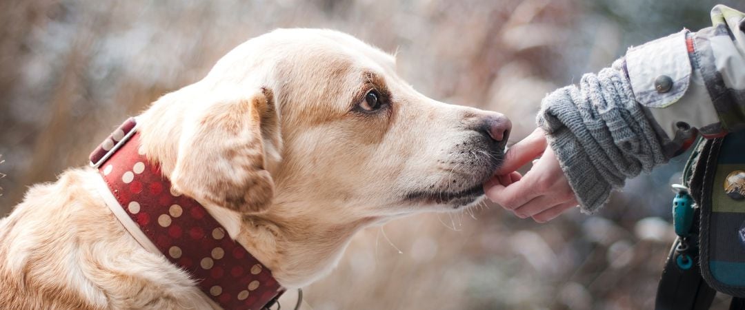 Las adopciones de animales aumentan en A Coruña