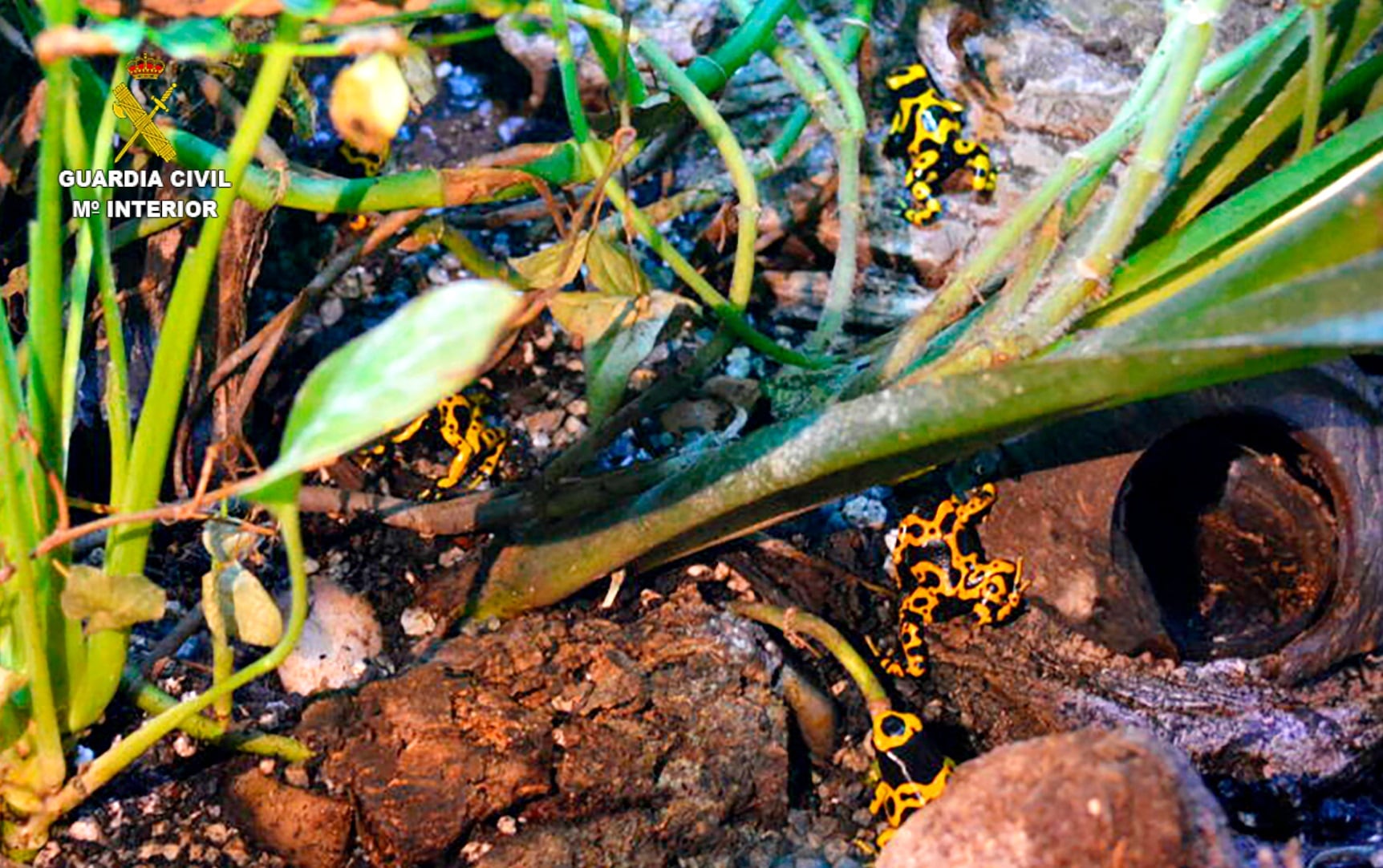 La Guardia Civil localiza 19 ranas flecha que se vendían de manera fraudulenta en una página web