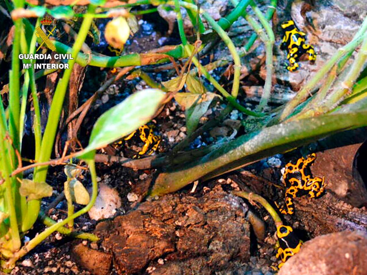La Guardia Civil incauta en Valencia 19 ejemplares de ranas venenosas que se vendían por internet