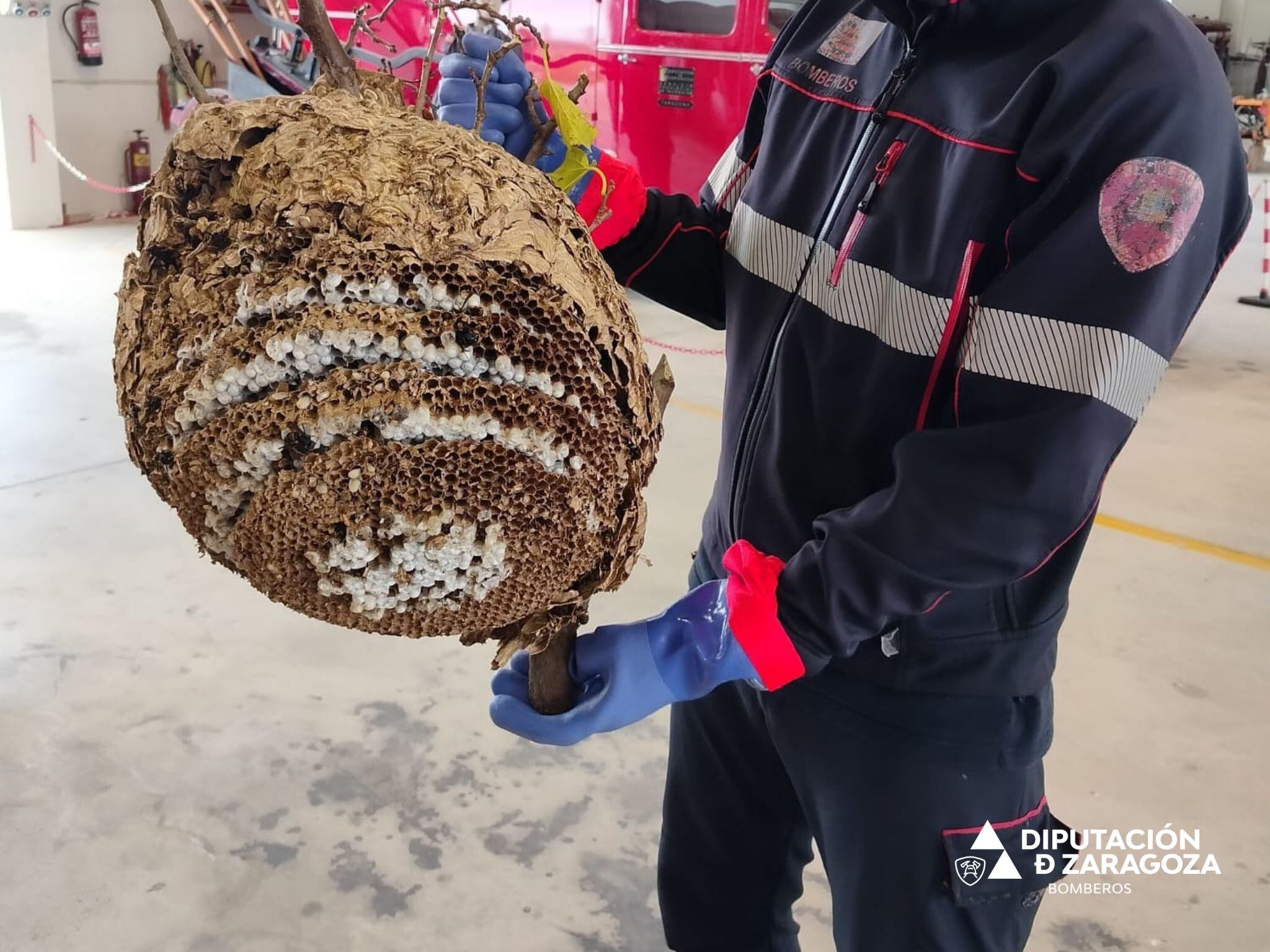 Retirado un nido de avispa asiática en Borja (Zaragoza)