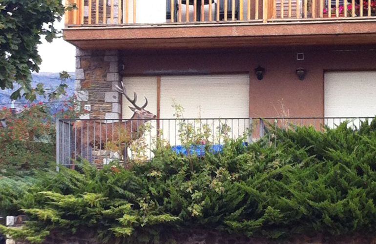 Un ciervo se refugia en un balcón para huir de los cazadores