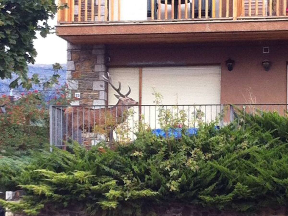 Un ciervo se refugia en un balcón para huir de los cazadores