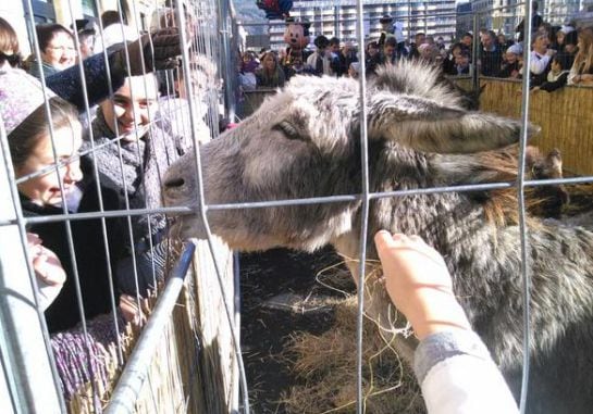 Los burros fueron expuestos junto a otros animales en la plaza Okendo (FOTO: AINARA RUEDA)