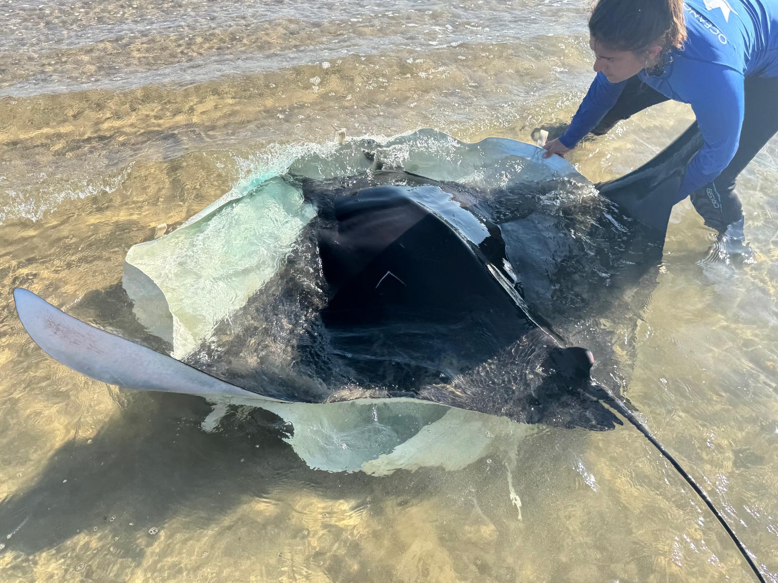 Una técnico de la Fundación Oceanogràfic con una manta en la playa de Oliva