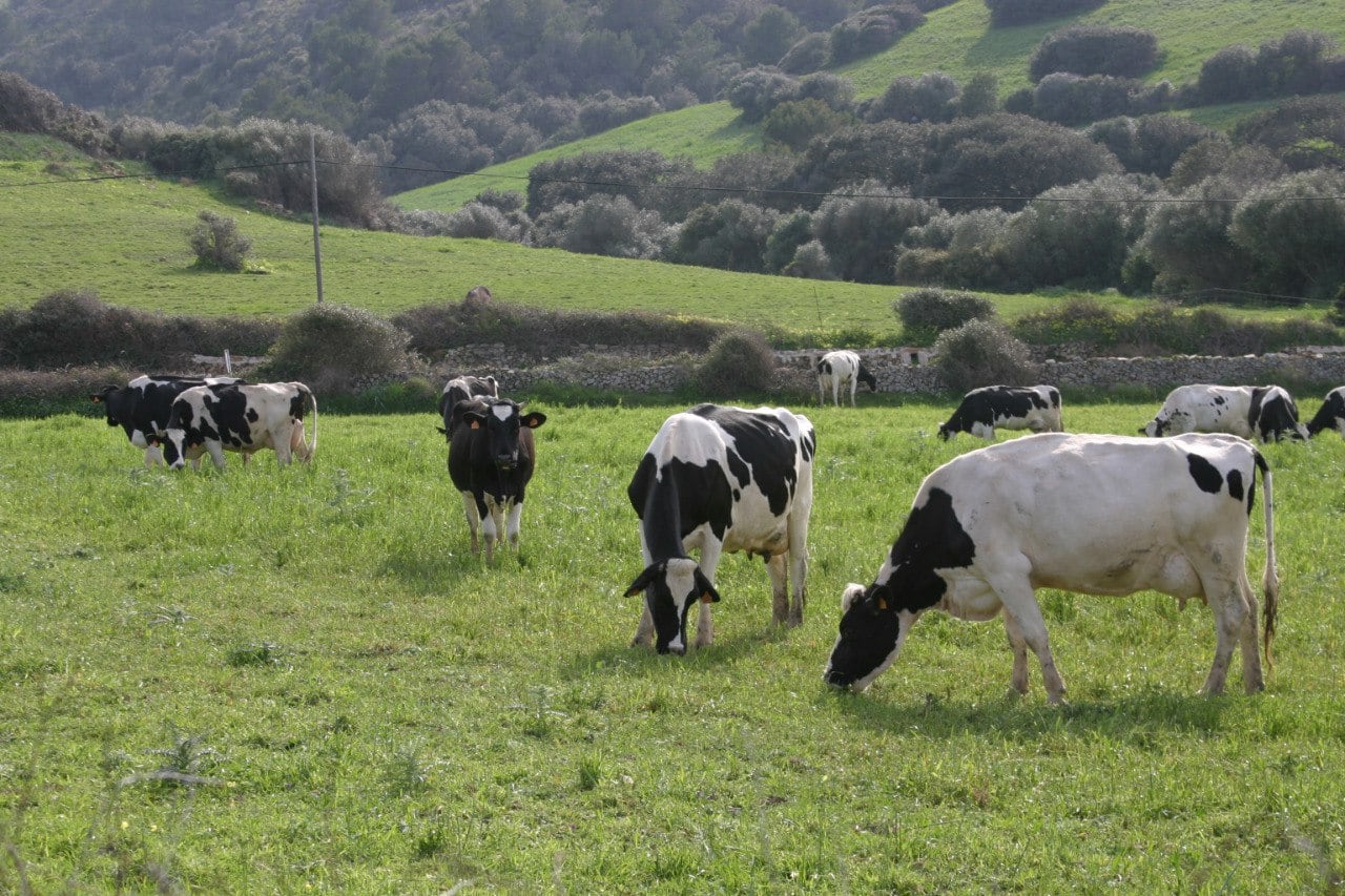 Vaques al camp de Menorca