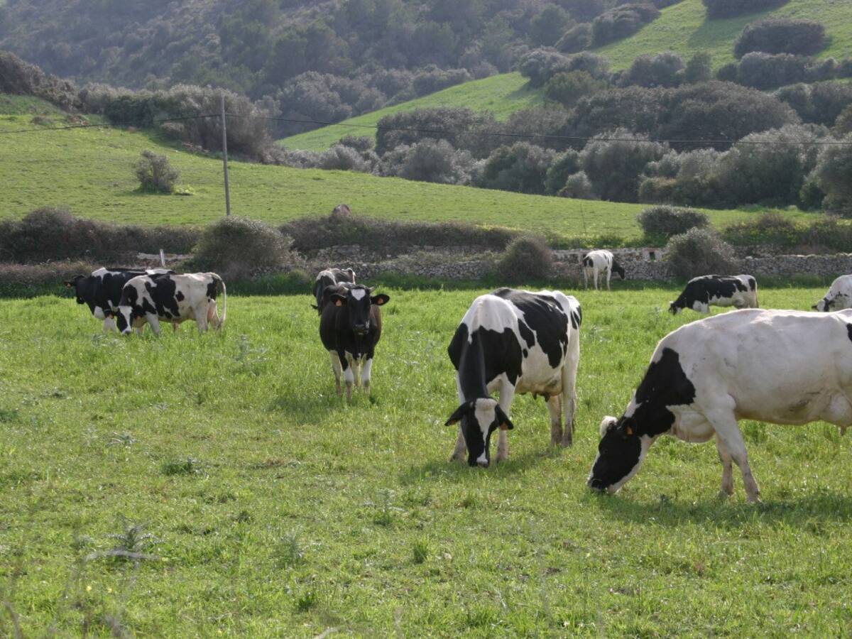 Agricultura abona 10,07 milions d'euros de les ajudes de la PAC 2024