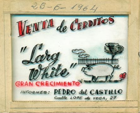 Diapositiva de venta de cerditos &#039;Large White&#039;. Año 1964