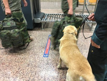 Cobi realiza la inspección del equipaje de los viajeros.