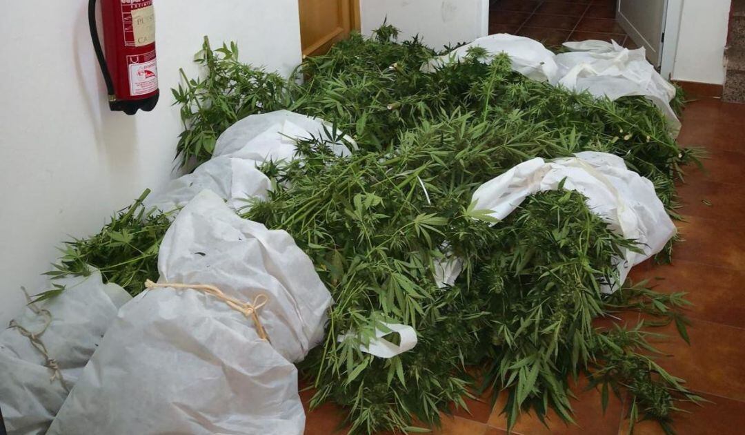 Los asaltantes estaban robando marihuana cuando escucharon unas detonaciones que pensaron que eran disparos, pero se trataba de petardos