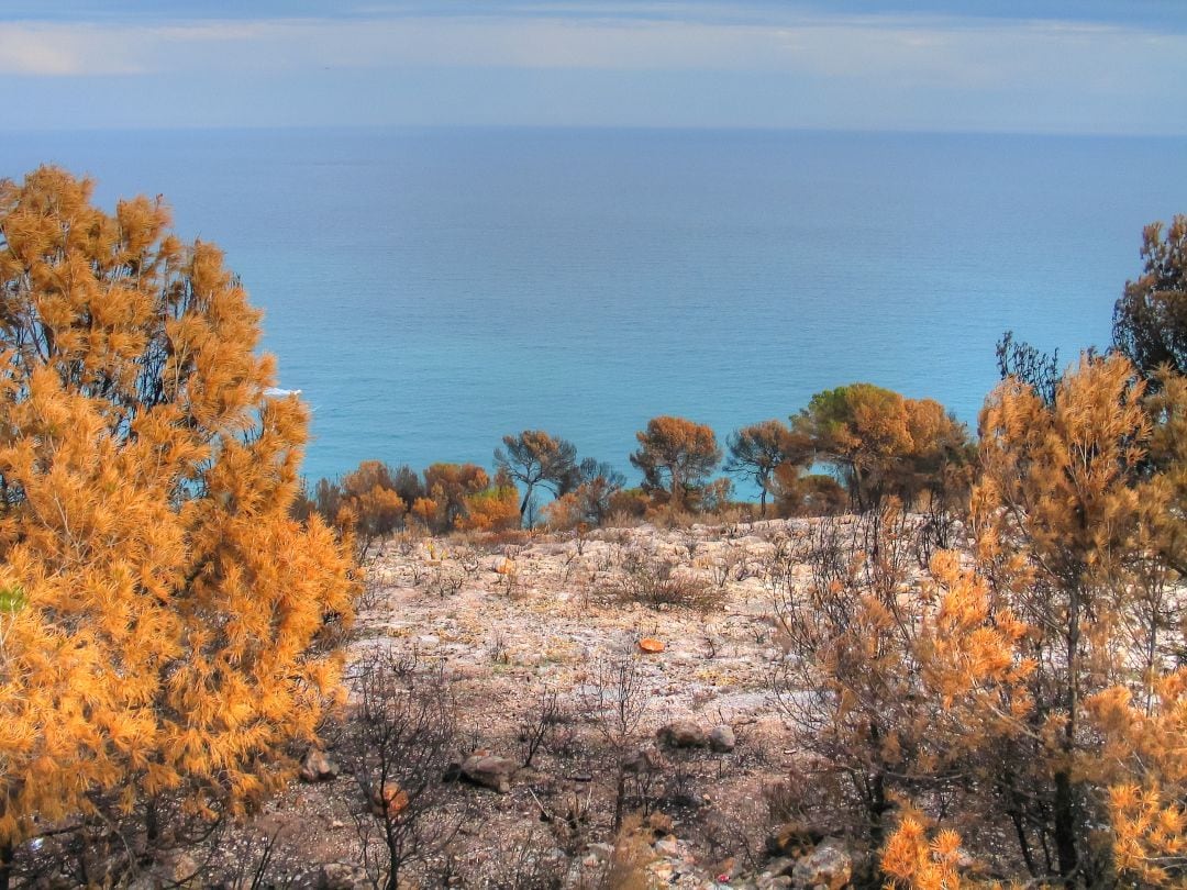 Bosque calcinado en Benicàssim