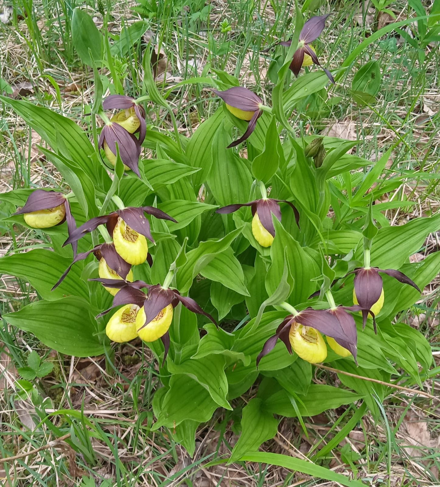 Zapatito de dama es una orquídea en peligro de extinción protegida por la normativa europea, española y aragonesa.