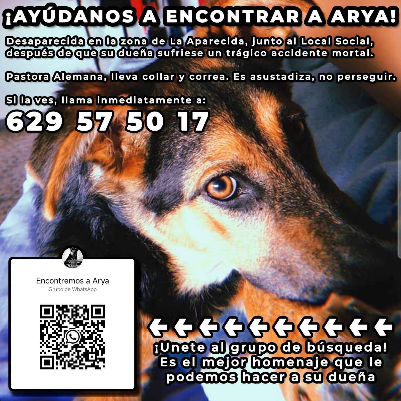 Arya sigue desaparecida tras el atropello mortal de su dueña en La Aparecida