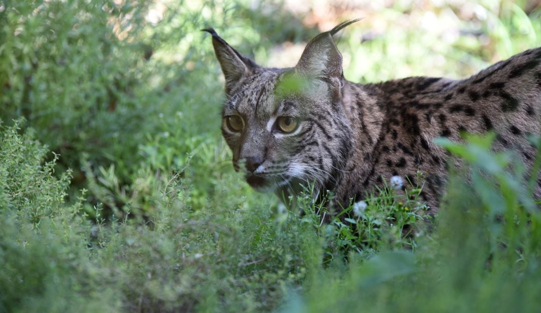 El lince ibérico estuvo a punto de desaparecer hace 20 años. 