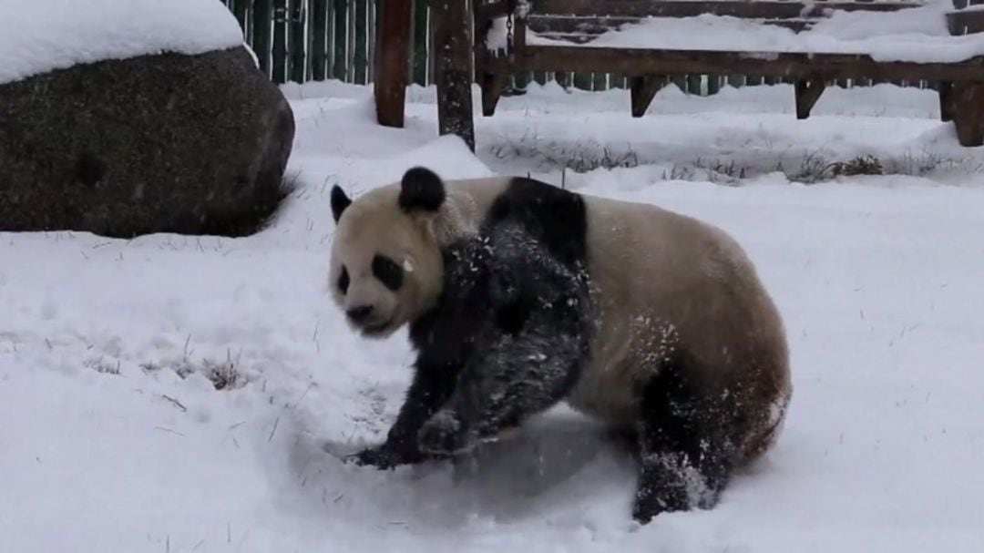 La alegría de dos pandas tras la primera nevada de la temporada