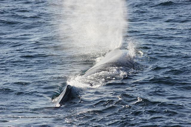 Los cetáceos prefieren las aguas del norte de Menorca