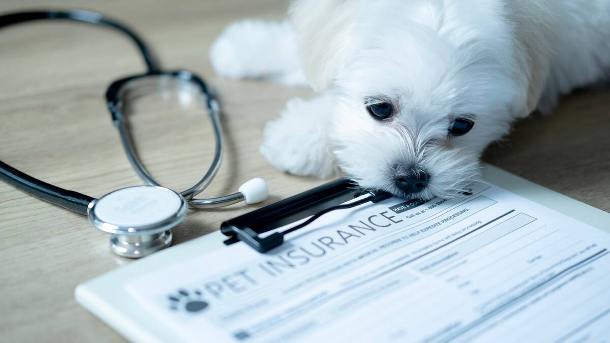 Ser Consumidor: Seguros veterinarios