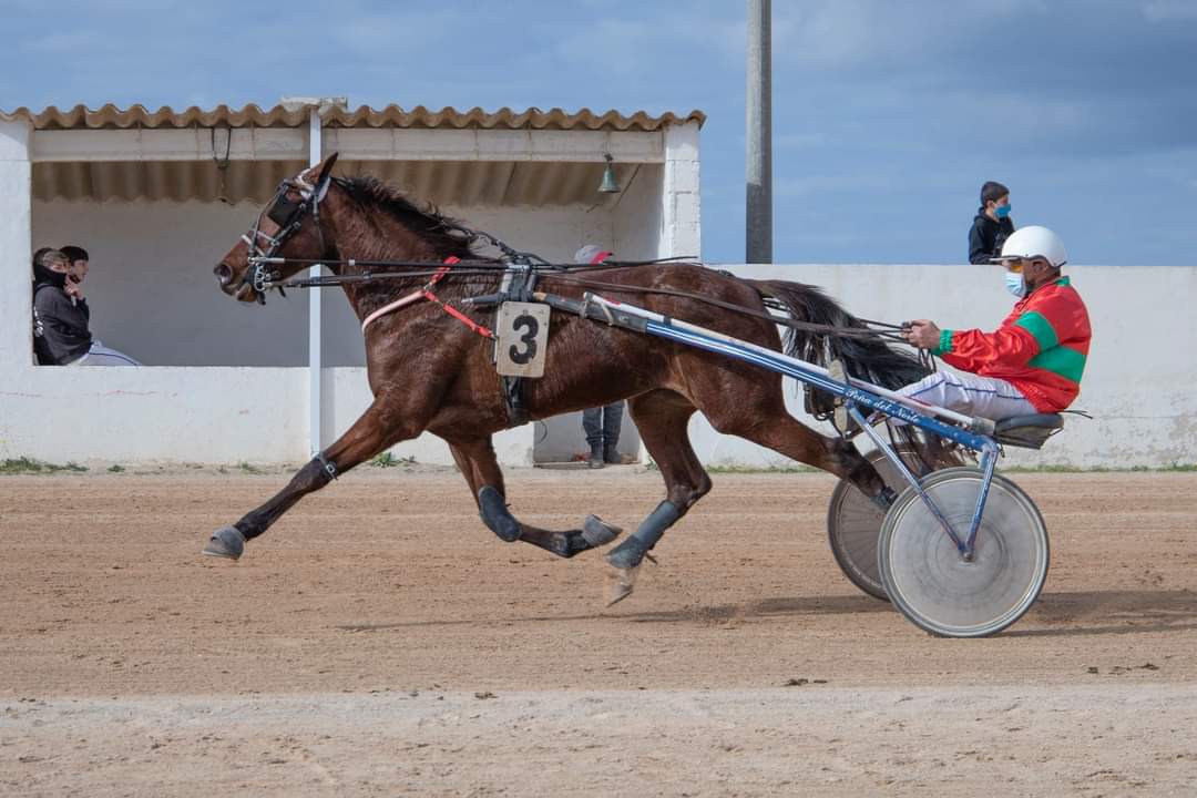 Juliet C B, el mejor ejemplar de tres años en Ibiza