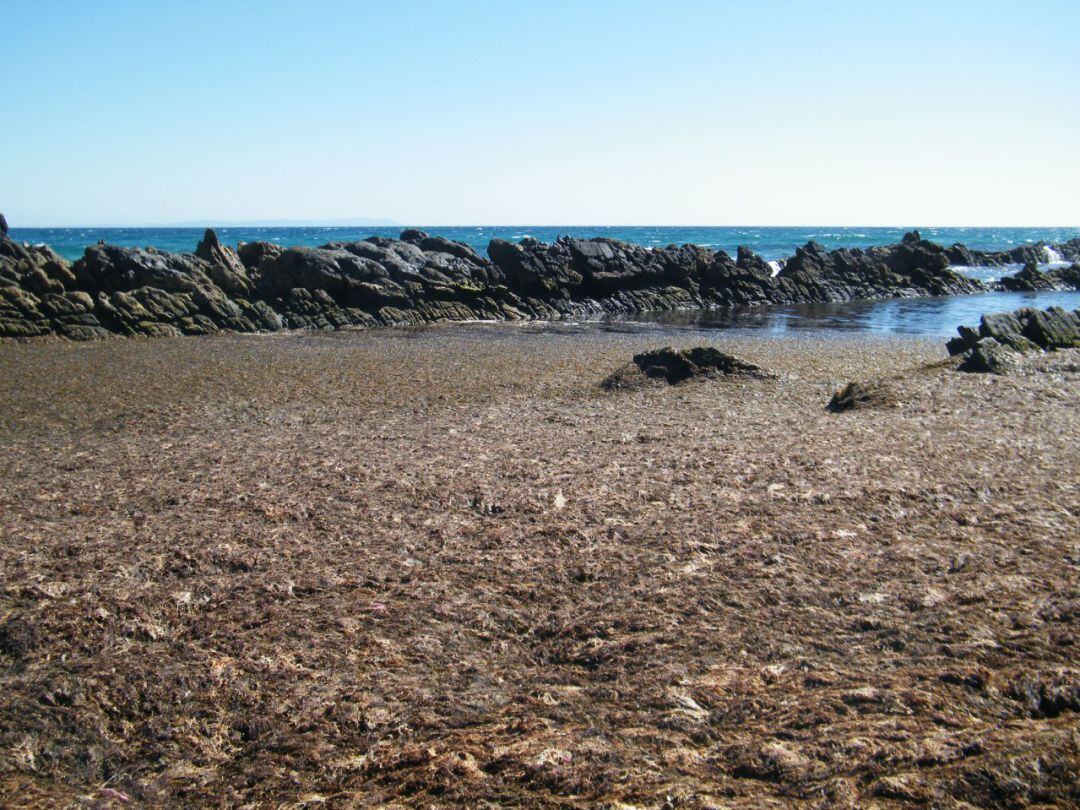 Presencia del alga invasora en el litoral tarifeño.