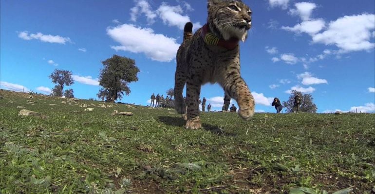 Suelta de la lince Melisandre, ejemplar que fue hallado muerto a principios de 2017.