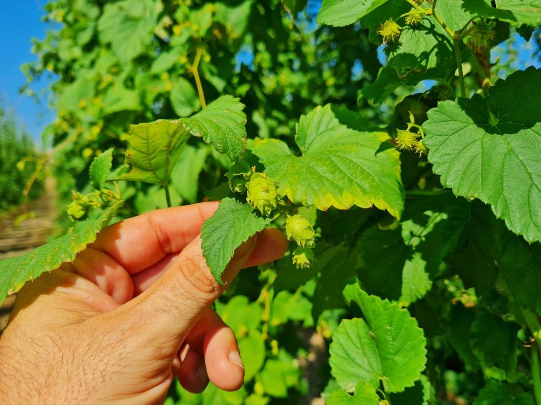 Detalle de la planta del lúpulo con la que se elabora la cerveza