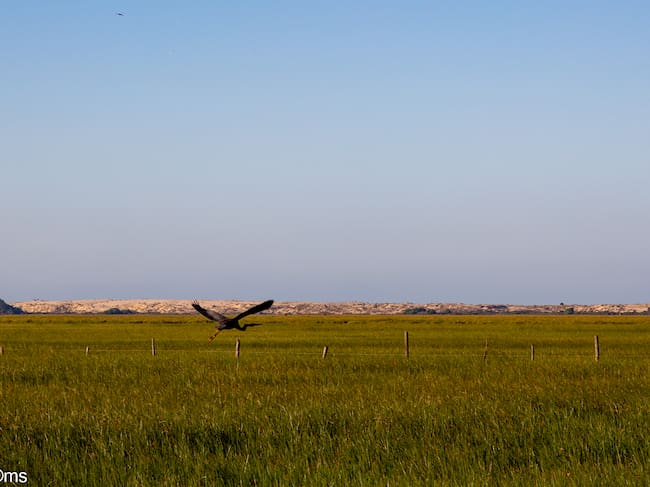 Espacio Natural de Doñana (mayo de 2025)