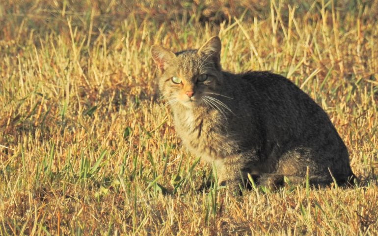 Imagen de un gato montés