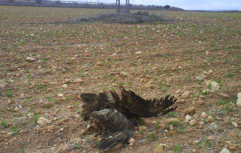 Un ave muerta electrocutada en Albacete