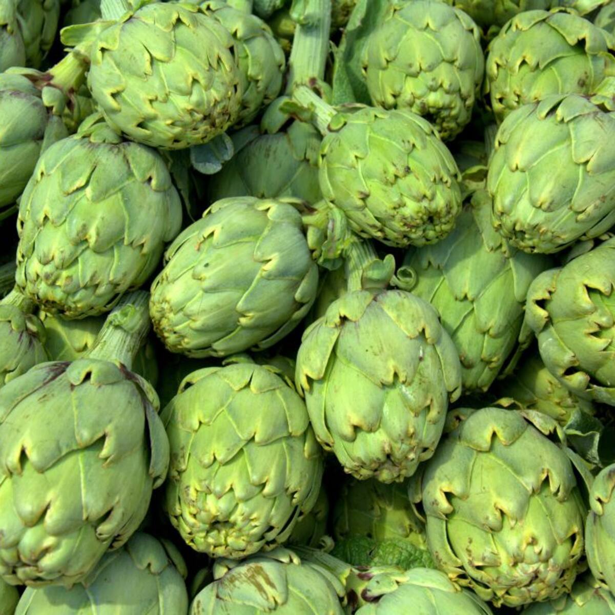 La campaña de alcachofa arranca con buenos precios y calidades pero menos producción