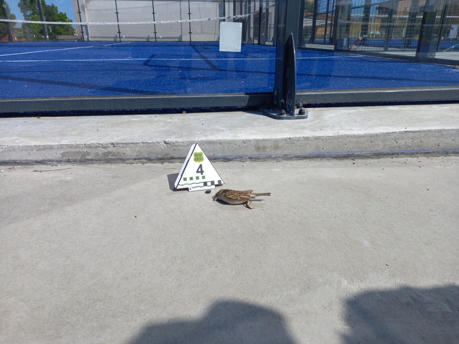 Cada vez es más frecuente encontrar pájaros muertos en estas instalaciones deportivas