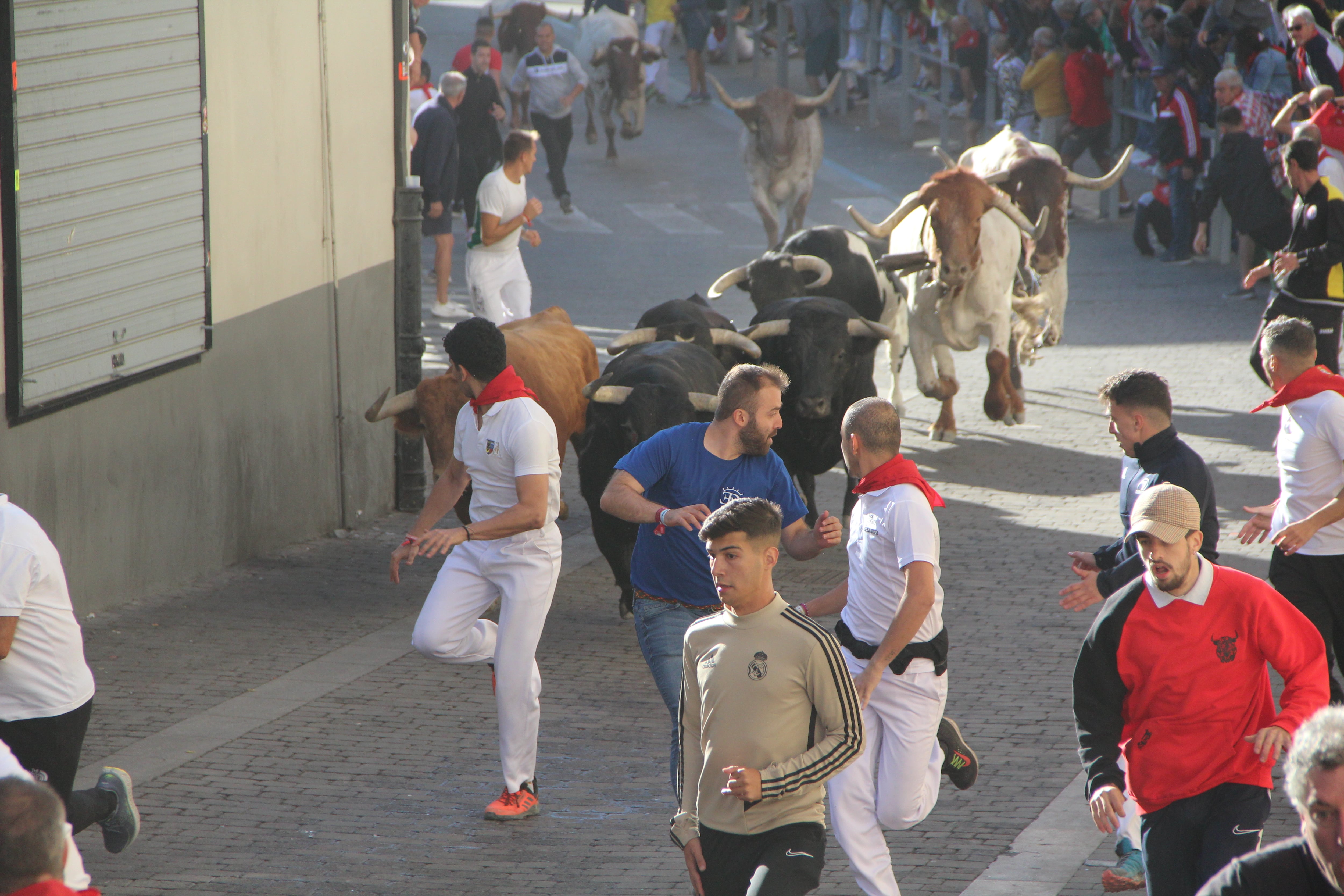 Astados de Alcurrucén en el quinto encierro de las fiestas de Cuéllar 2023 a su paso por la calle Resina