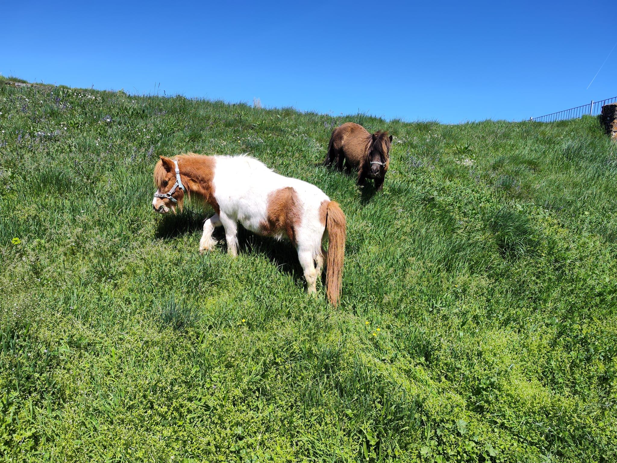 Sam y Frodo, los ponis de la Ciudadela de Jaca
