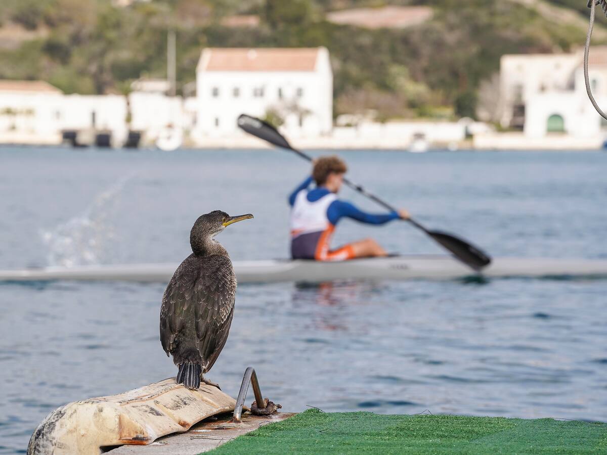 L'APB vol crear un cartografia de les espècies animals que habiten el port de Maó