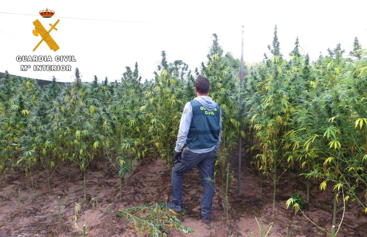 El detenido regaba el cultivo con el agua del río Cabriel que extraía por medio de bombas