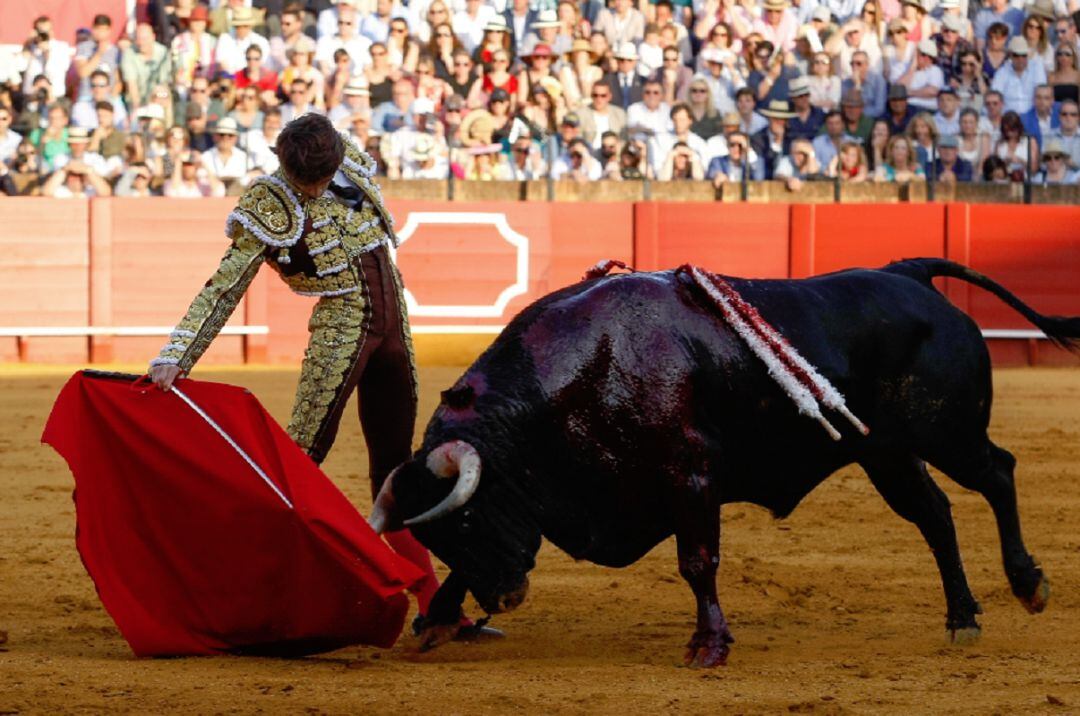 Tras su actuación del pasado 3 de mayo en la corrida de Núñez del Cuvillo, Castella se las verá este domingo ante los toros de Miura