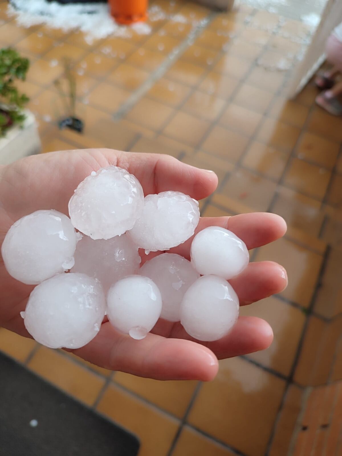 Tamaño del granizo caído en la pedanía caravaqueña de Archivel