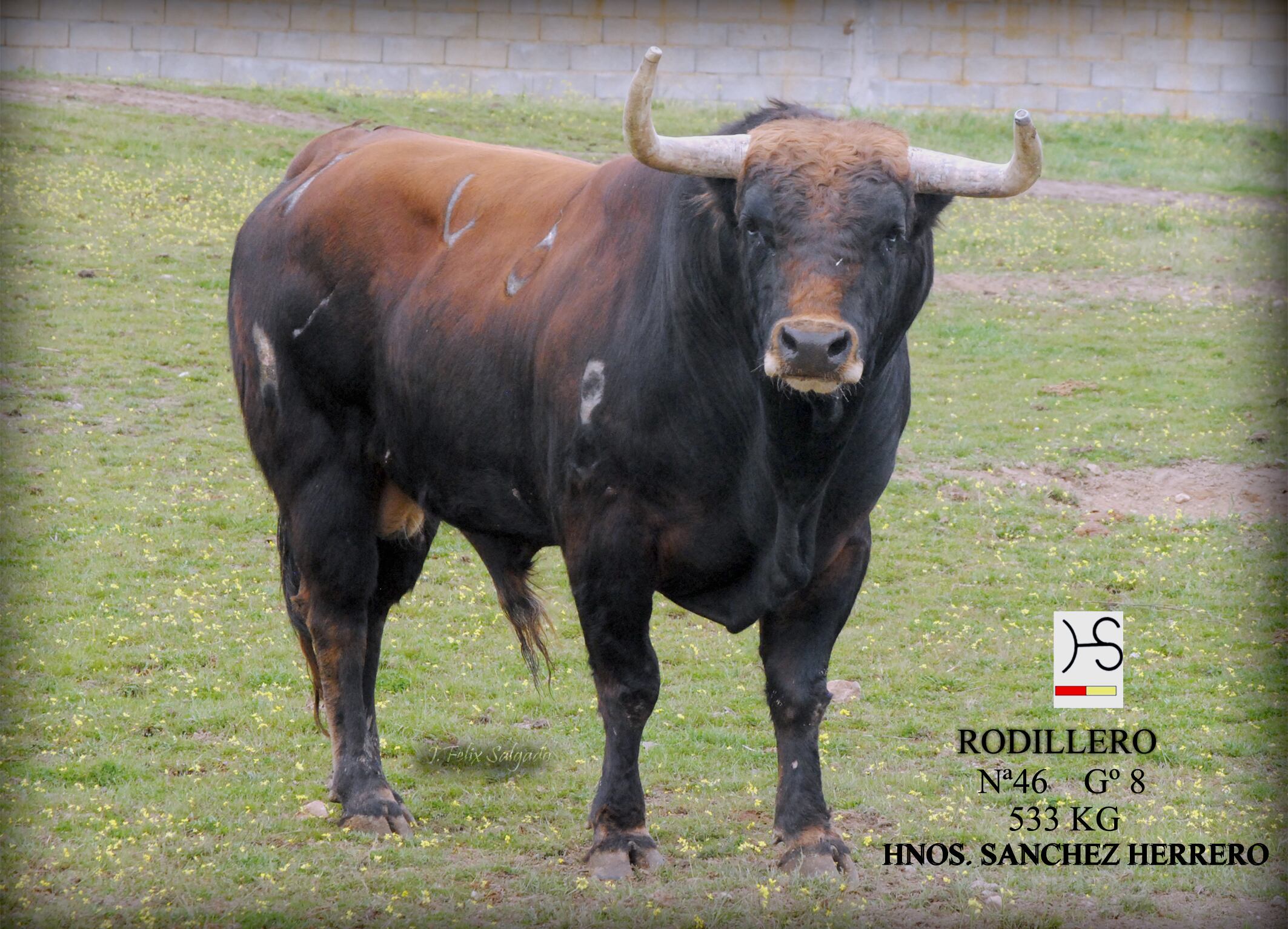 Este año la Fiesta del Verdejo contará con tres toros