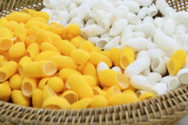 A partir de los capullos se intenta obtener el hilo de seda