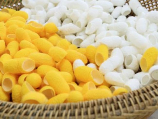 A partir de los capullos se intenta obtener el hilo de seda