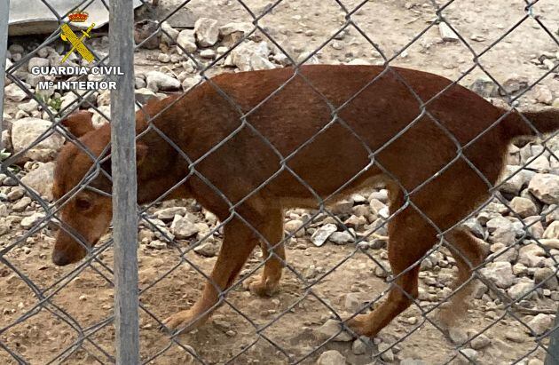 Las pesquisas practicadas permitieron localizar a este vecino de Alhama de Murcia, de 85 años, que se encontraba, presuntamente, tras la autoría de los hechos de maltrato animal investigados.