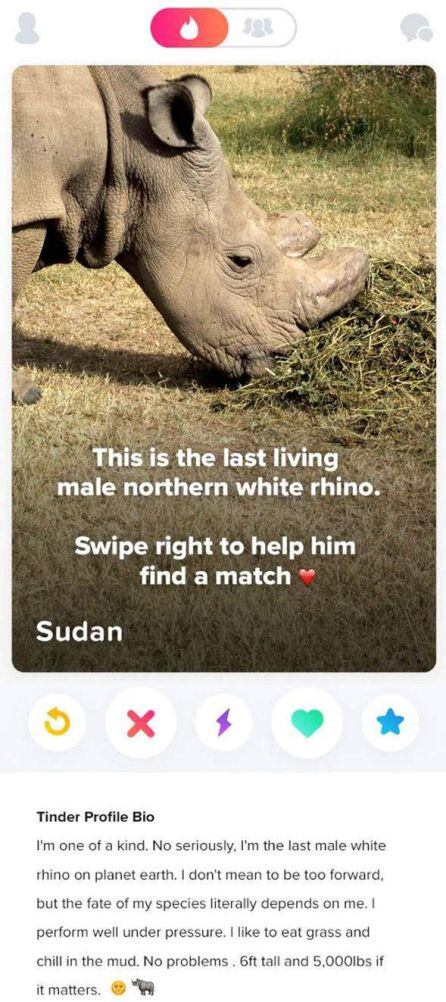 Perfil de Sudán en Tinder.