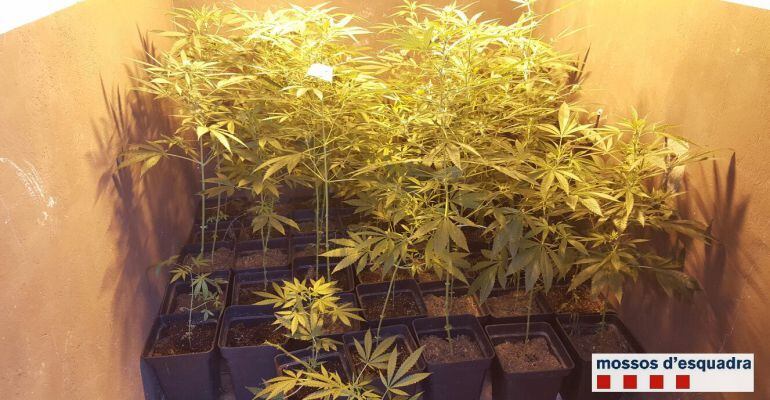 Part de les plantes destruïdes de la finca de Vallcalent, a Lleida, on es cultivaven.