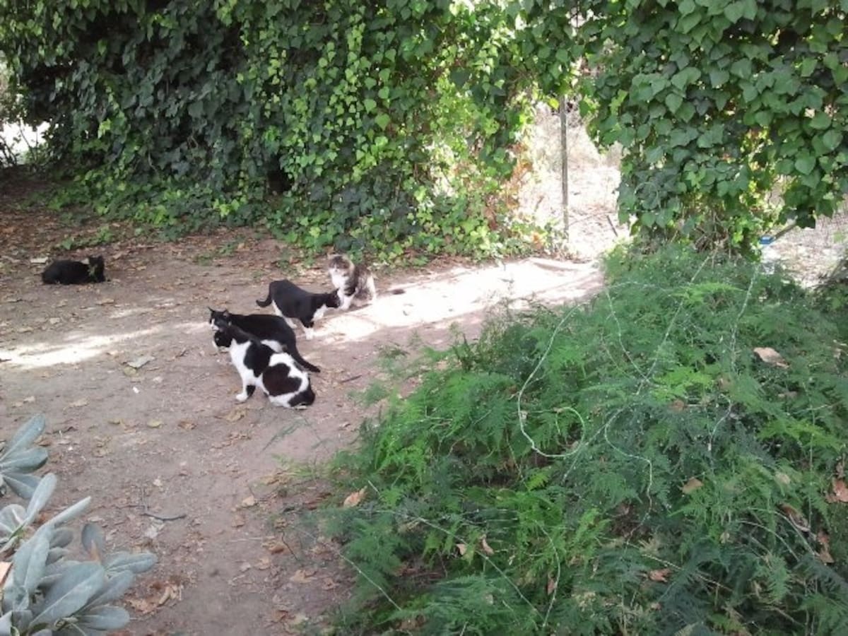 Una colonia de gatos se ha "apoderado" del espacio ocupado hace años por otros animales