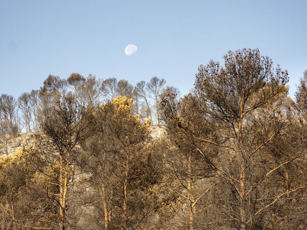 El bosque de Beneixama se vio gravemente afectado por el incendio del pasado julio