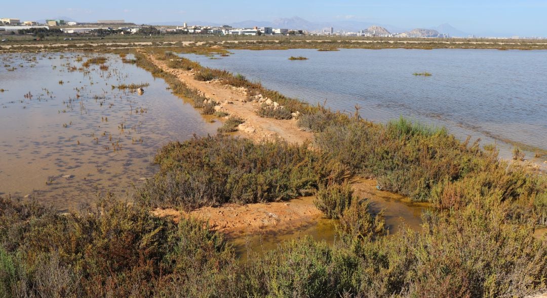 Saladar de Agua Amarga