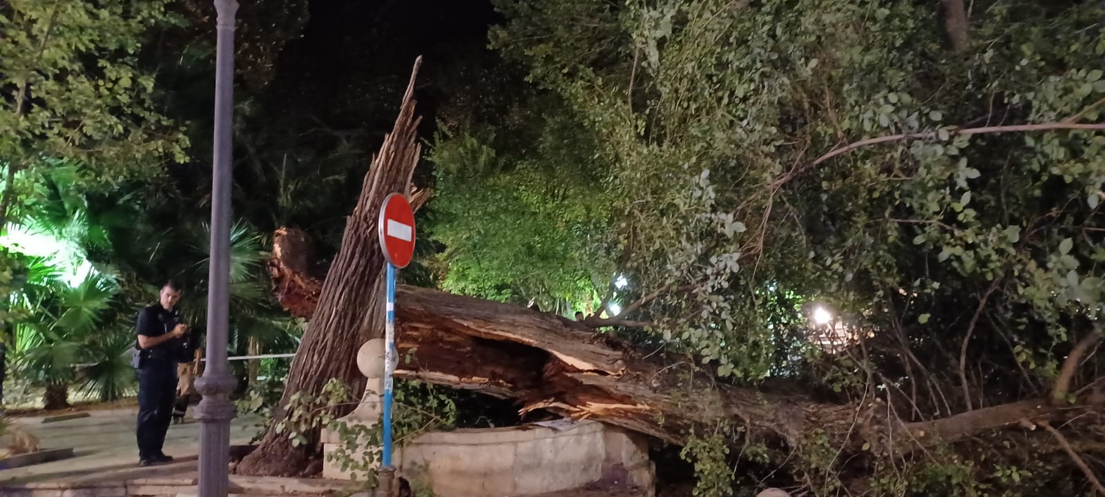 Caída de un árbol centenario en la Plaza Gabriel Miró. Foto: Cadena SER