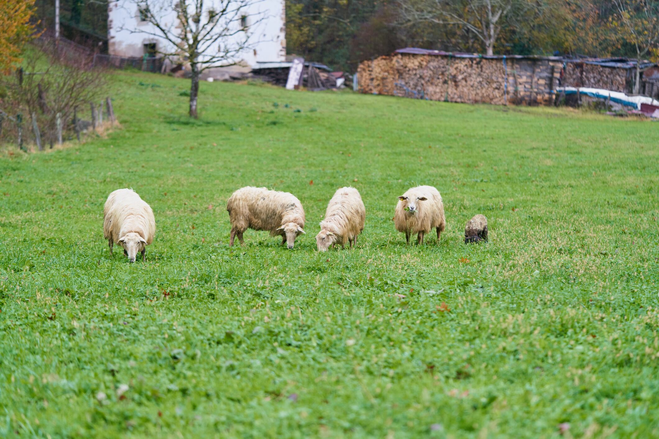 Unas ovejas pastan junto a una aldea